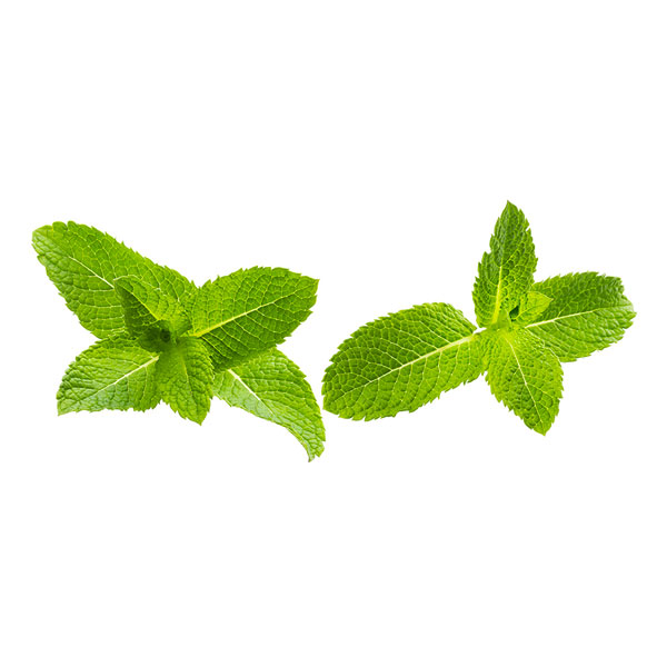 Feuilles de menthe